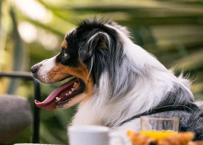 Verlaine Hotel Cannes