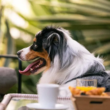 Verlaine Szálloda Cannes